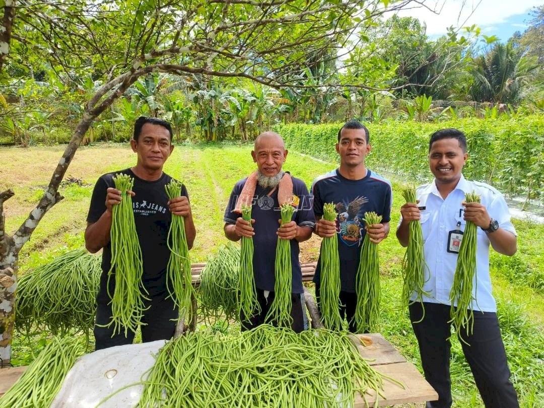 Lapas Piru Panen Kacang Panjang, Warga Binaan Dukung Ketahanan Pangan