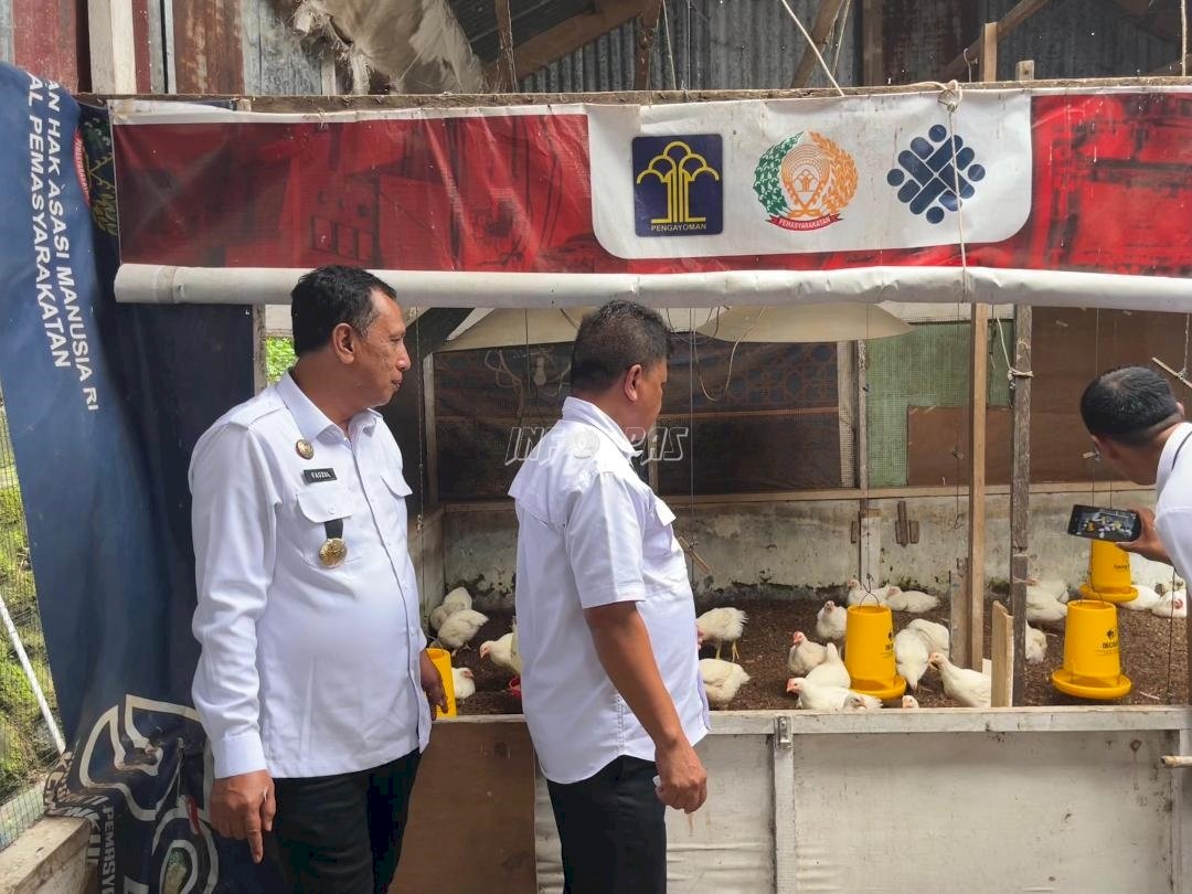 Sukses Kembangkan Peternakan, Kakanwil Malut Panen 100 Ekor Ayam di Lapas Ternate