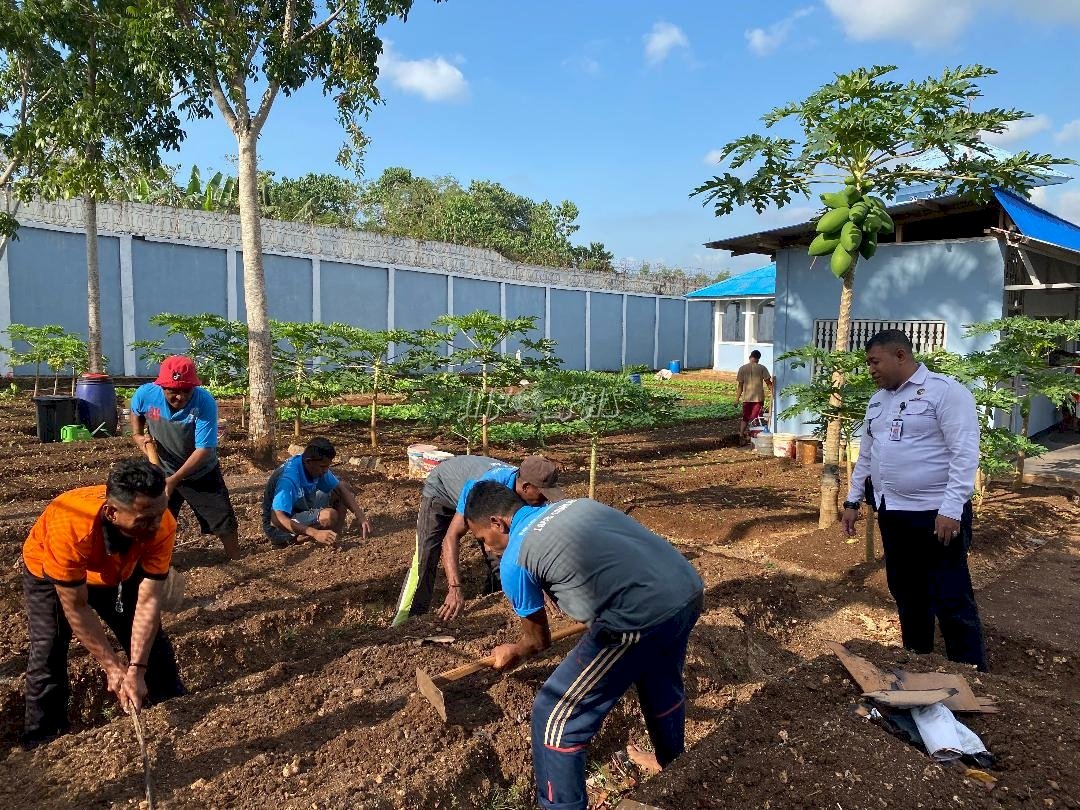 Tingkatkan Produktivitas, Warga Binaan Lapas Saumlaki Garap Lahan Pertanian