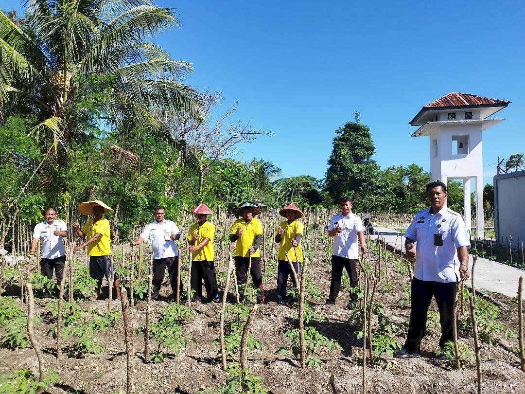 Eksplorasi Pertanian, Poktan Lapas Namlea Kembangkan Budidaya Tomat