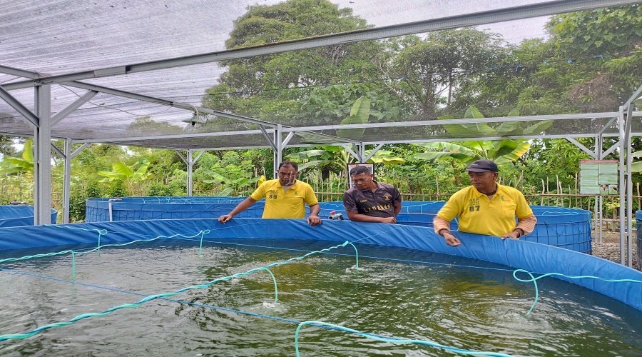 Potensi Ketahanan Pangan, Lapas Namlea Budidayakan Ribuan Ikan Nila