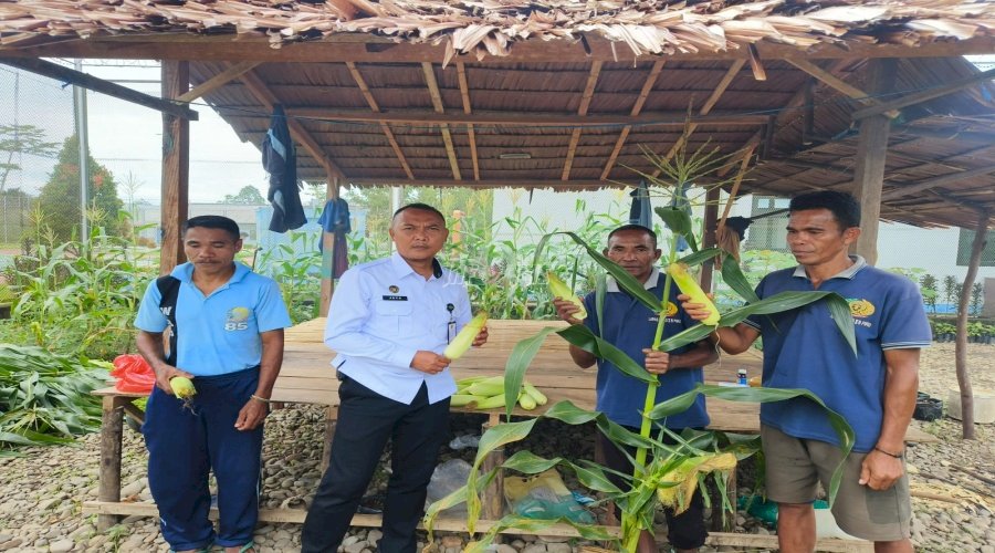 Lapas Piru Panen 10 Kg Jagung Berkualitas