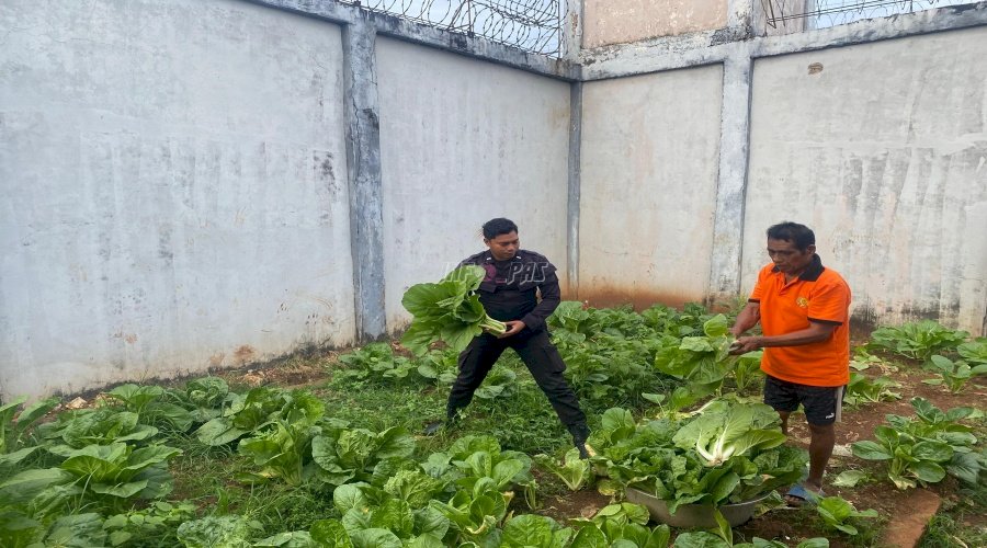 Ketahanan Pangan Terus Berlanjut, Lapas Saumlaki Kembali Panen Sayur Sawi