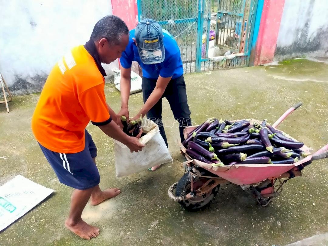 Warga Binaan Produktif, Lapas Kuala Tungkal Panen 80 Kg Terong