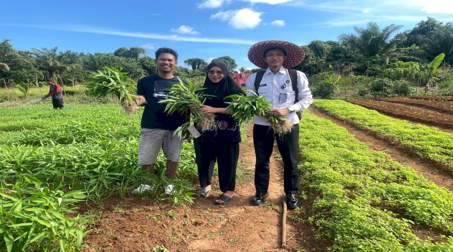 Diminati Masyarakat, Hasil Perkebunan SAE Lapas Batulicin Berbuah Manfaat