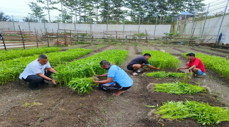 Panen Kedua Lapas Piru Hasilkan 30 Ikat Kangkung Berkualitas