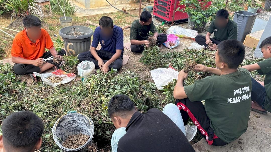 Panen Kacang, LPKA Muara Bulian Tanamkan Kemandirian Anak Binaan