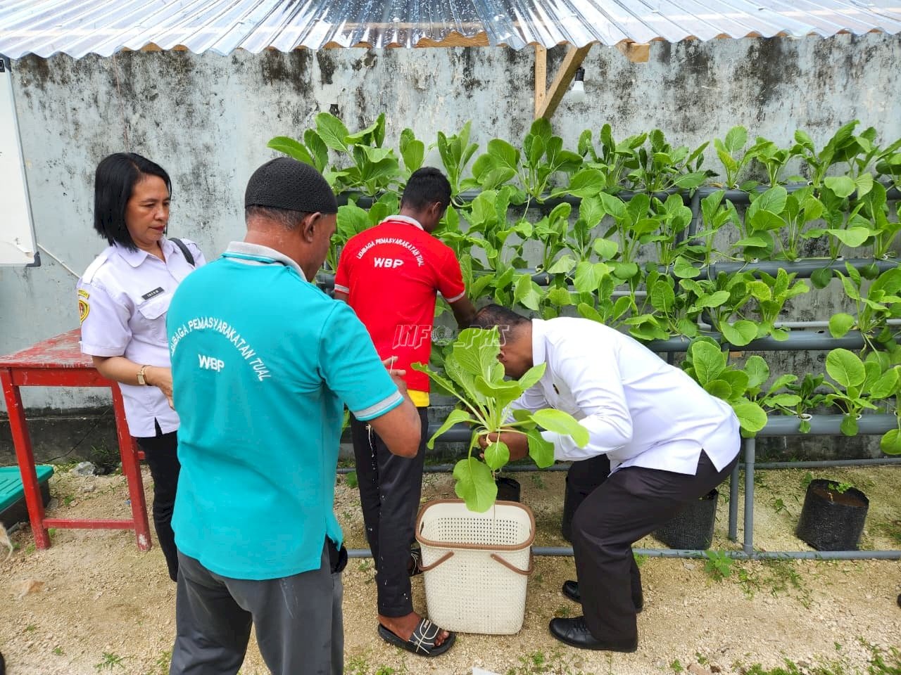 Kembangkan Budidaya Hidroponik, Lapas Tual Panen Sayuran Segar