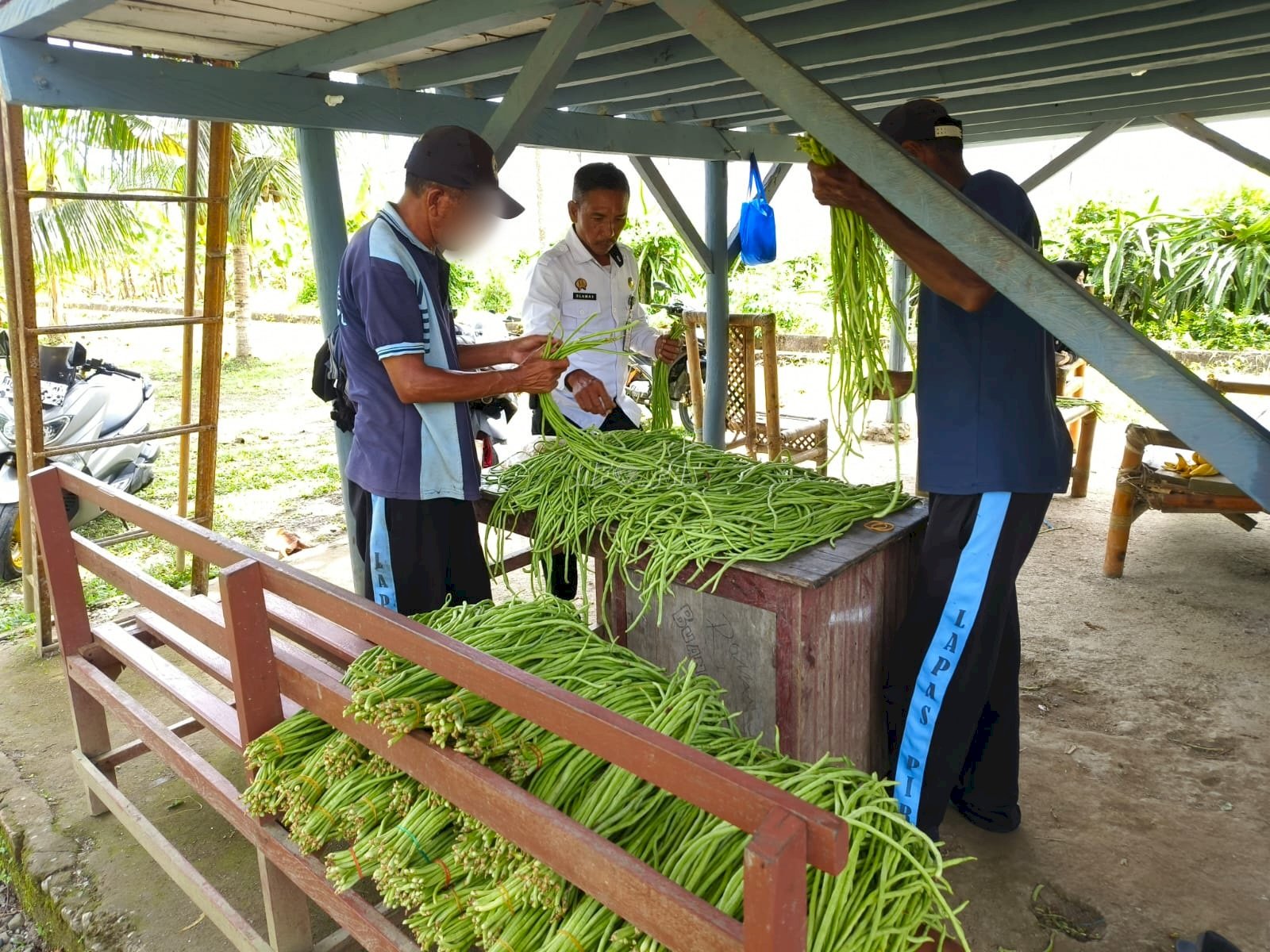 Lapas Piru Panen 60 Ikat Kacang Panjang, Dukung Kemandirian dan Ketahanan Pangan