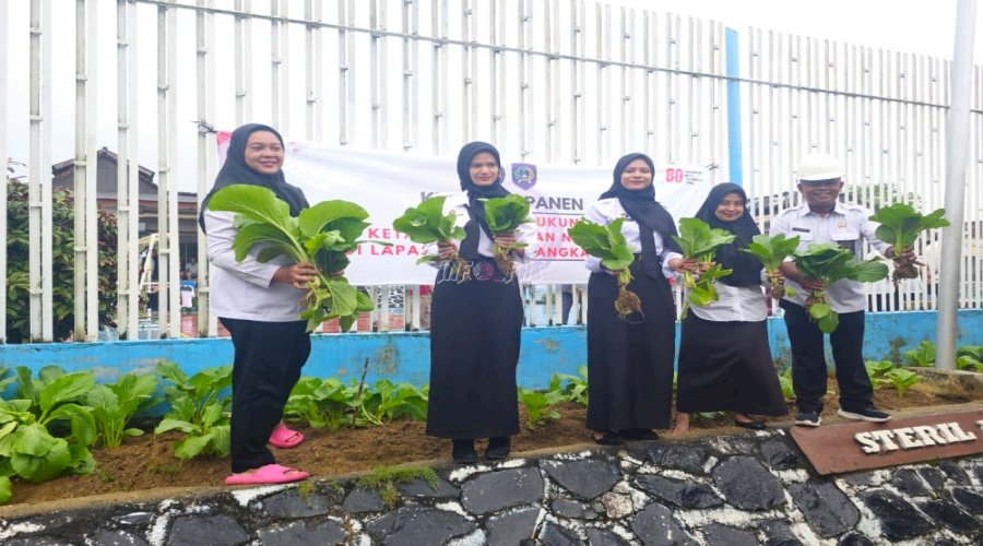 Lapas Pangkalpinang Manfaatkan Lahan Sempit, Hasilkan 27 Kg Sawi Caisim