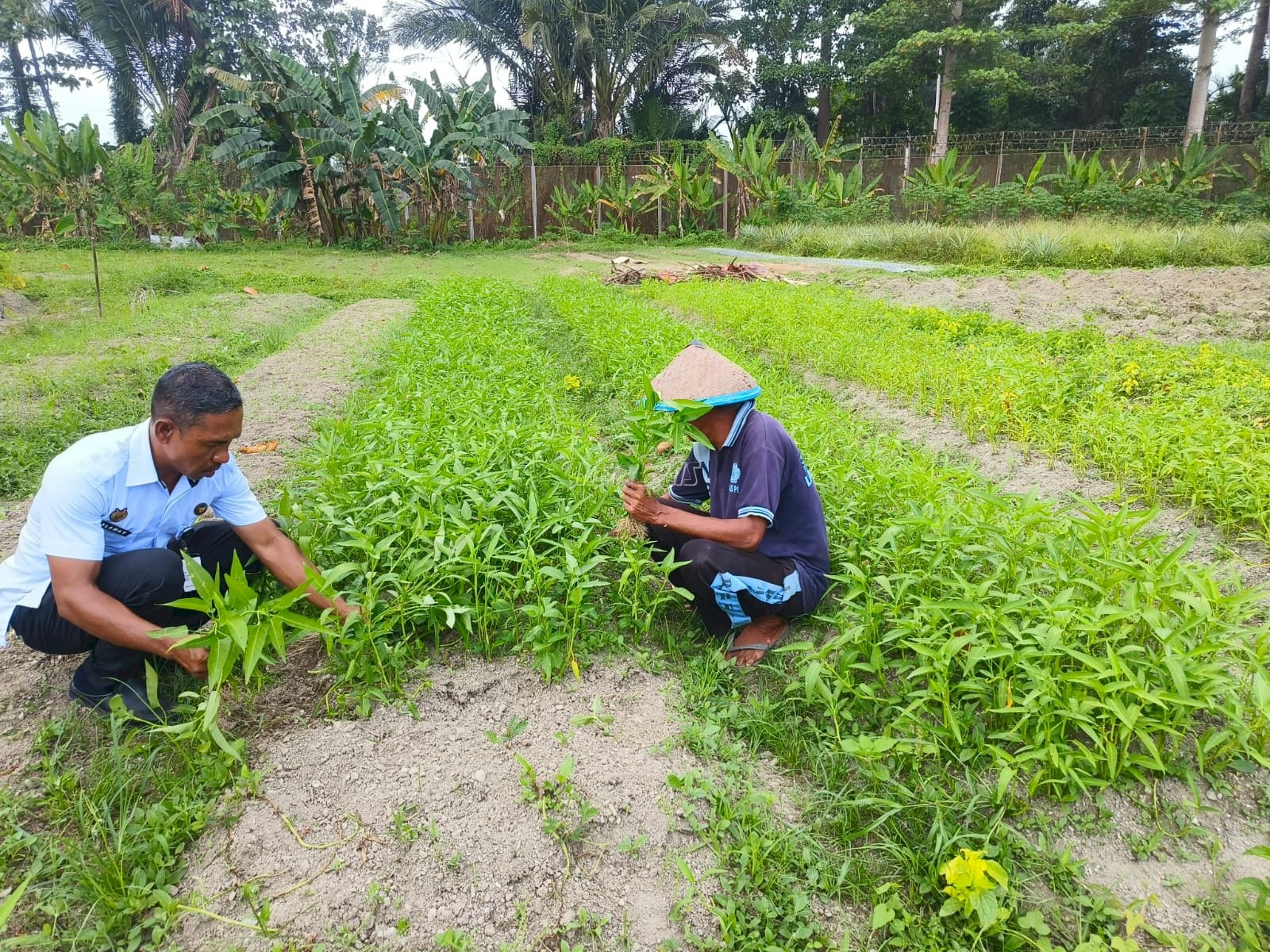 Pembinaan Berkelanjutan, Lapas Piru Panen 30 Ikat Kangkung Segar