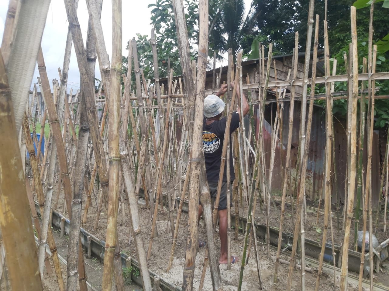 Budidaya Kacang Panjang, Lapas Ambon Perkuat Pembinaan Kemandirian