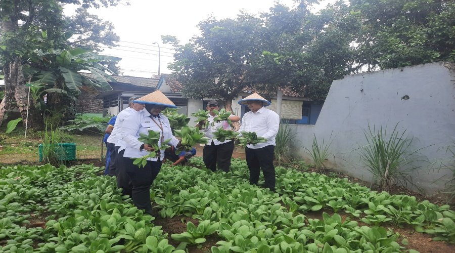 Berdayakan Warga Binaan Dukung Ketahanan Pangan, Rutan Banyumas Panen Pakcoy