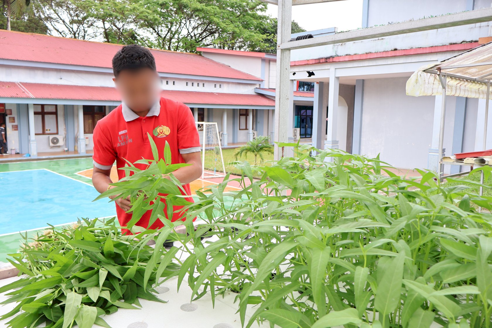 Panen Kangkung Hidroponik, Anak Binaan LPKA Ambon Produktif