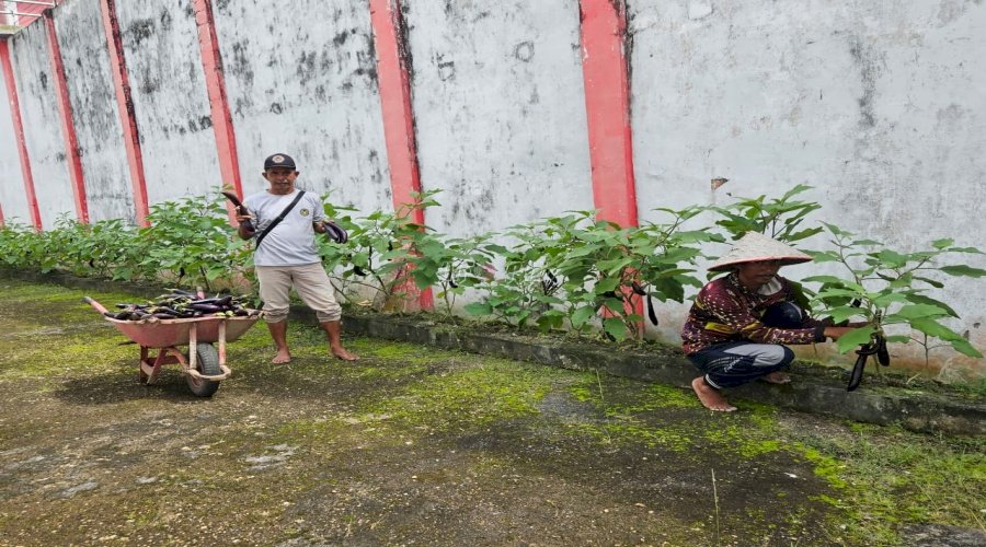Bukti Konsistensi Dukung Ketahanan Pangan, Lapas Kuala Tungkal Panen 40 Kg Terong