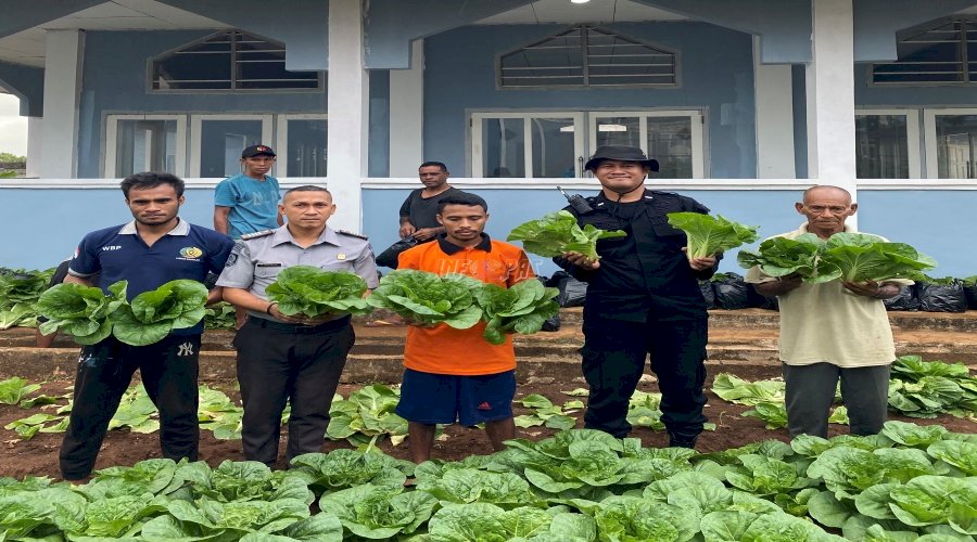 Sukses Dukung Ketahanan Pangan, Lapas Saumlaki Panen 300 Ikat Sawi Segar