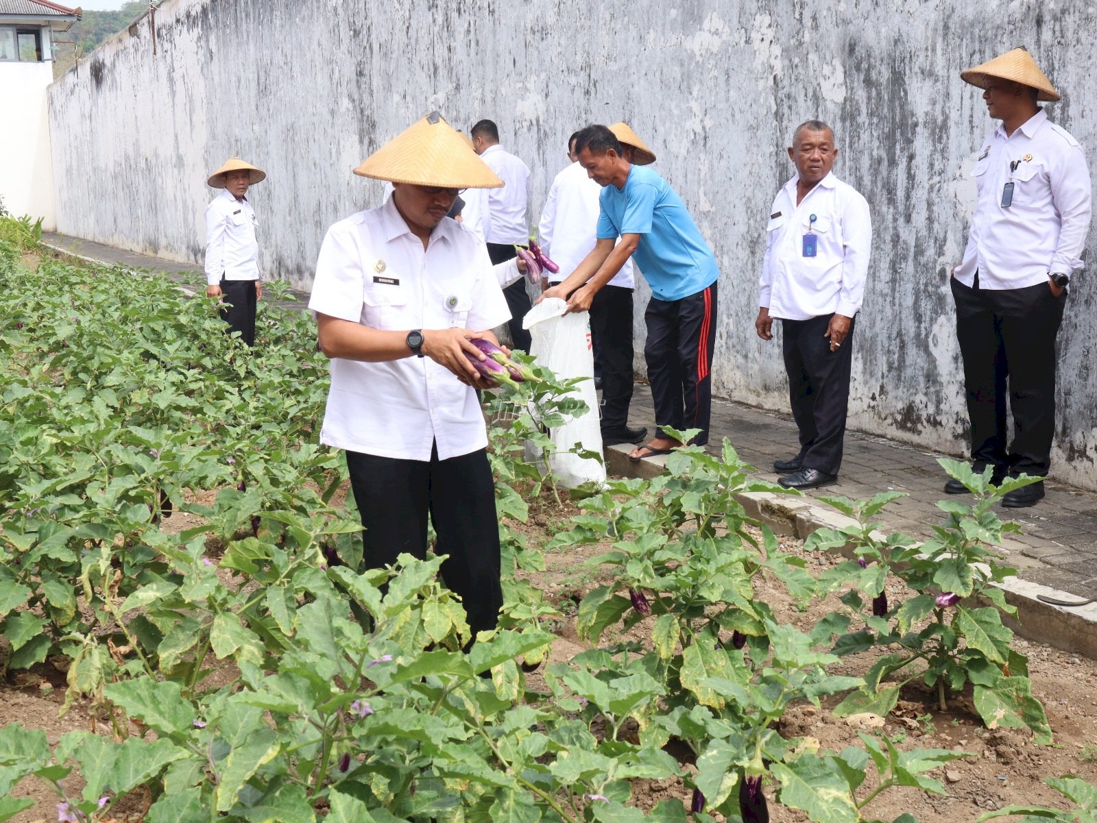 Lapas Wonogiri Panen Terong, Wujud Warga Binaan Produktif dan Mandiri
