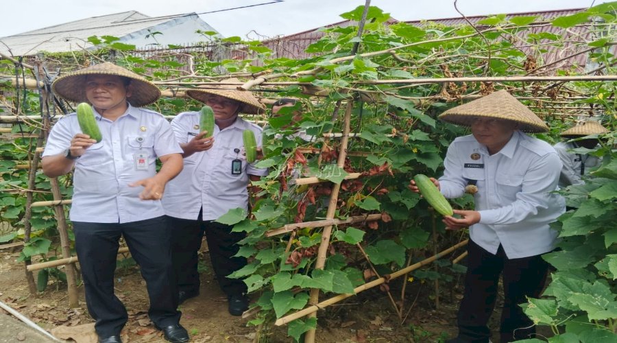 Dukung 13 Program Akselerasi, Lapas Ternate Panen 150 Kg Timun