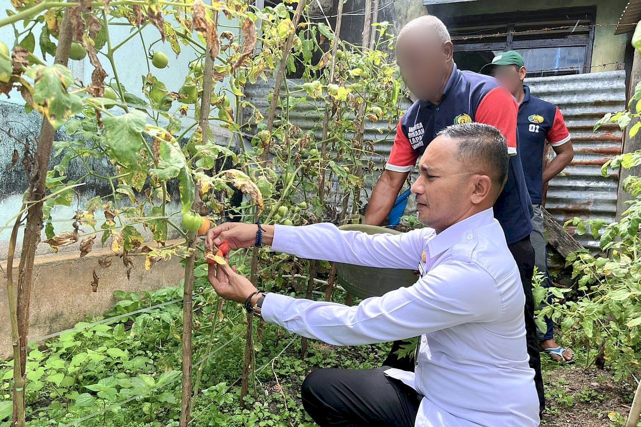 Berkah Melimpah, Warga Binaan Lapas Wahai Panen Tomat dan Cabe Setiap Pekan