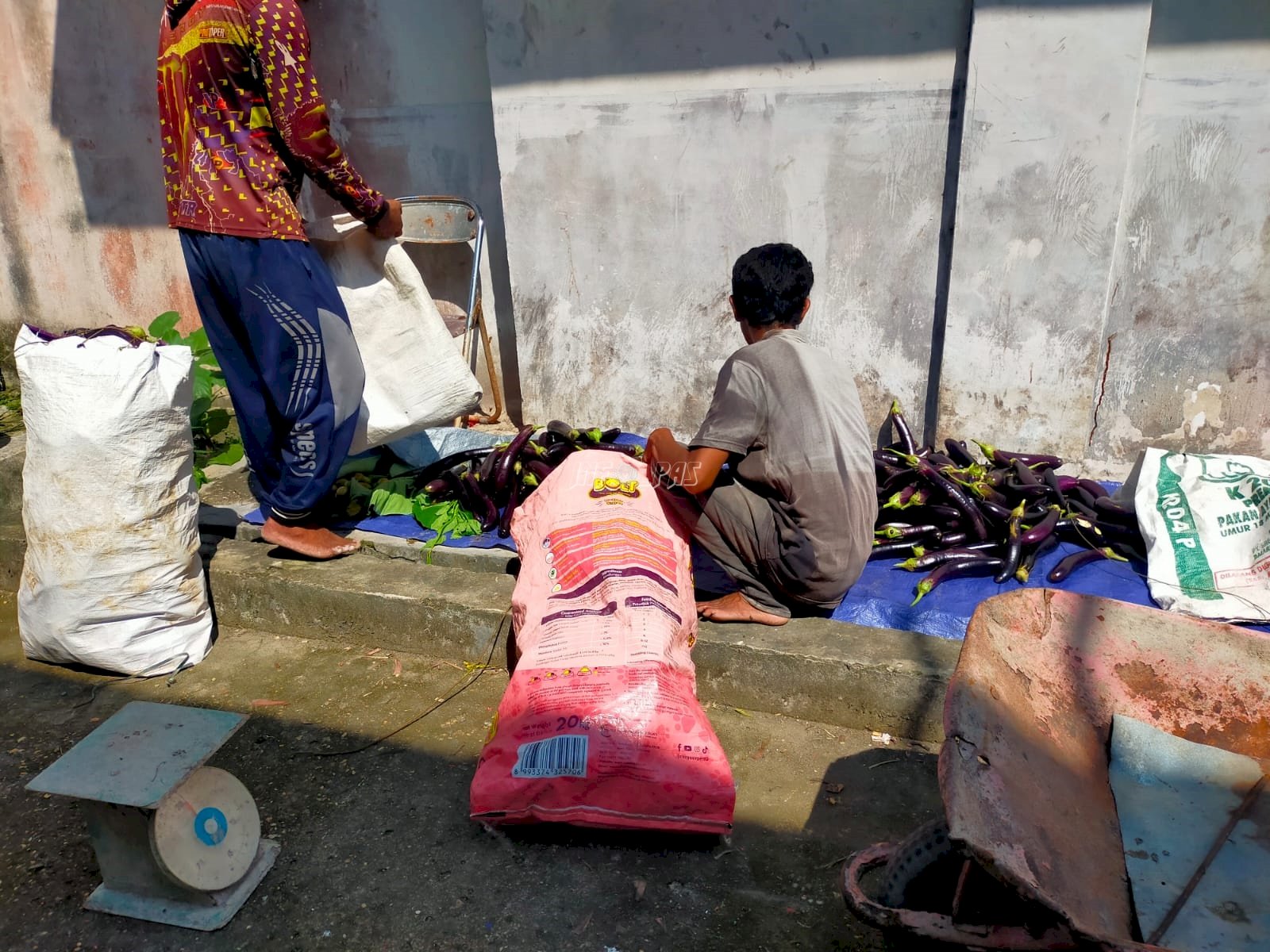 Buah Konsistensi, Lapas Kuala Tungkal Panen 60 Kg Terong di Lahan Sempit