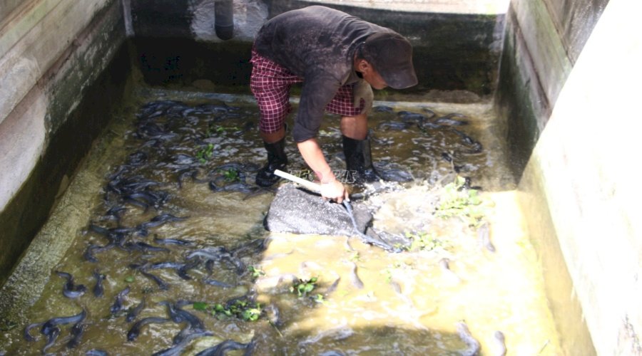Warga Binaan Lapas Madiun Kembali Panen Ribuan Ikan Lele