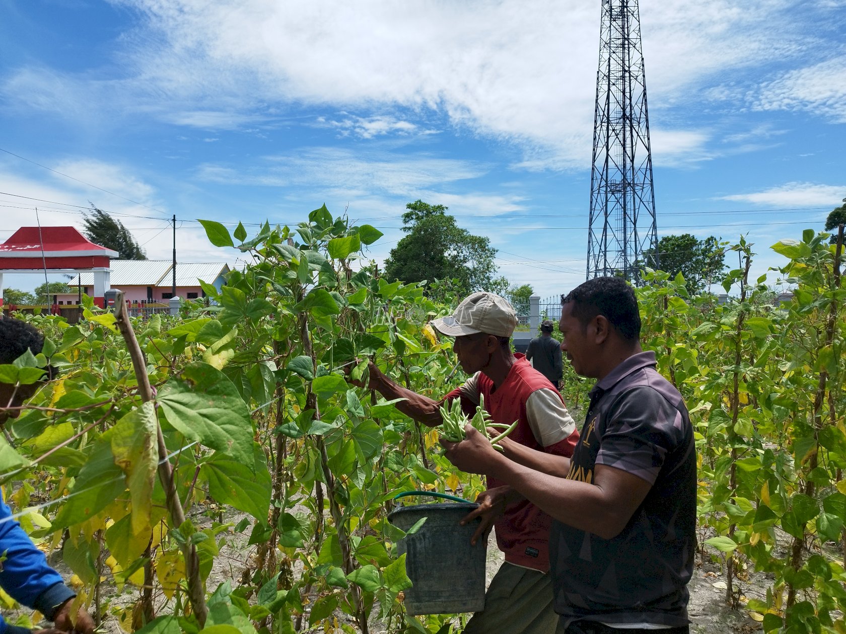 Lapas Namlea Akhiri Pekan dengan Panen 100 Kg Buncis dan 50 Ikat Sawi