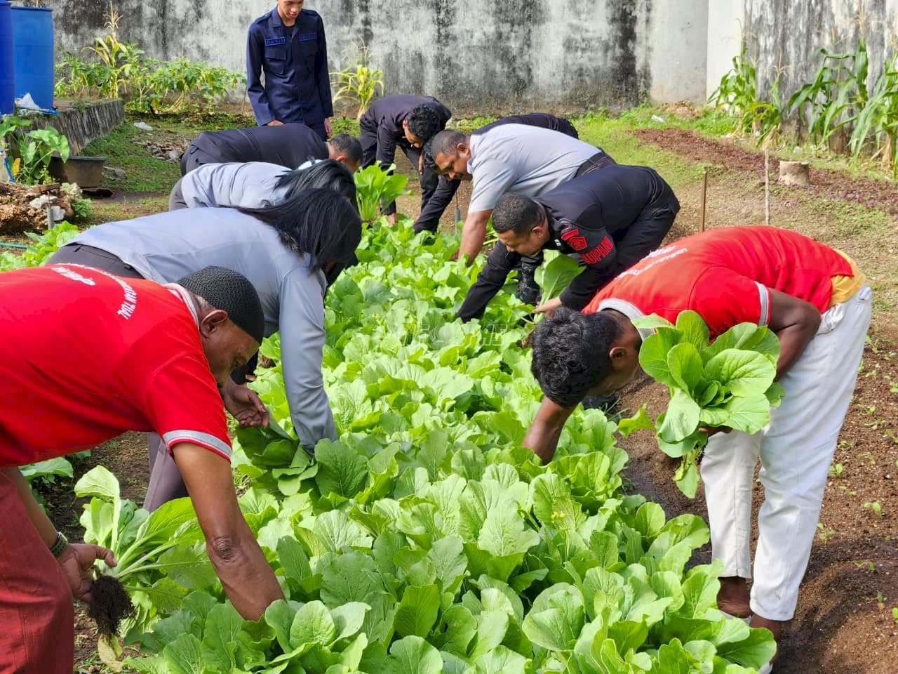Petugas dan Warga Binaan Lapas Tual Sukses Panen 19 Kg Sawi Segar