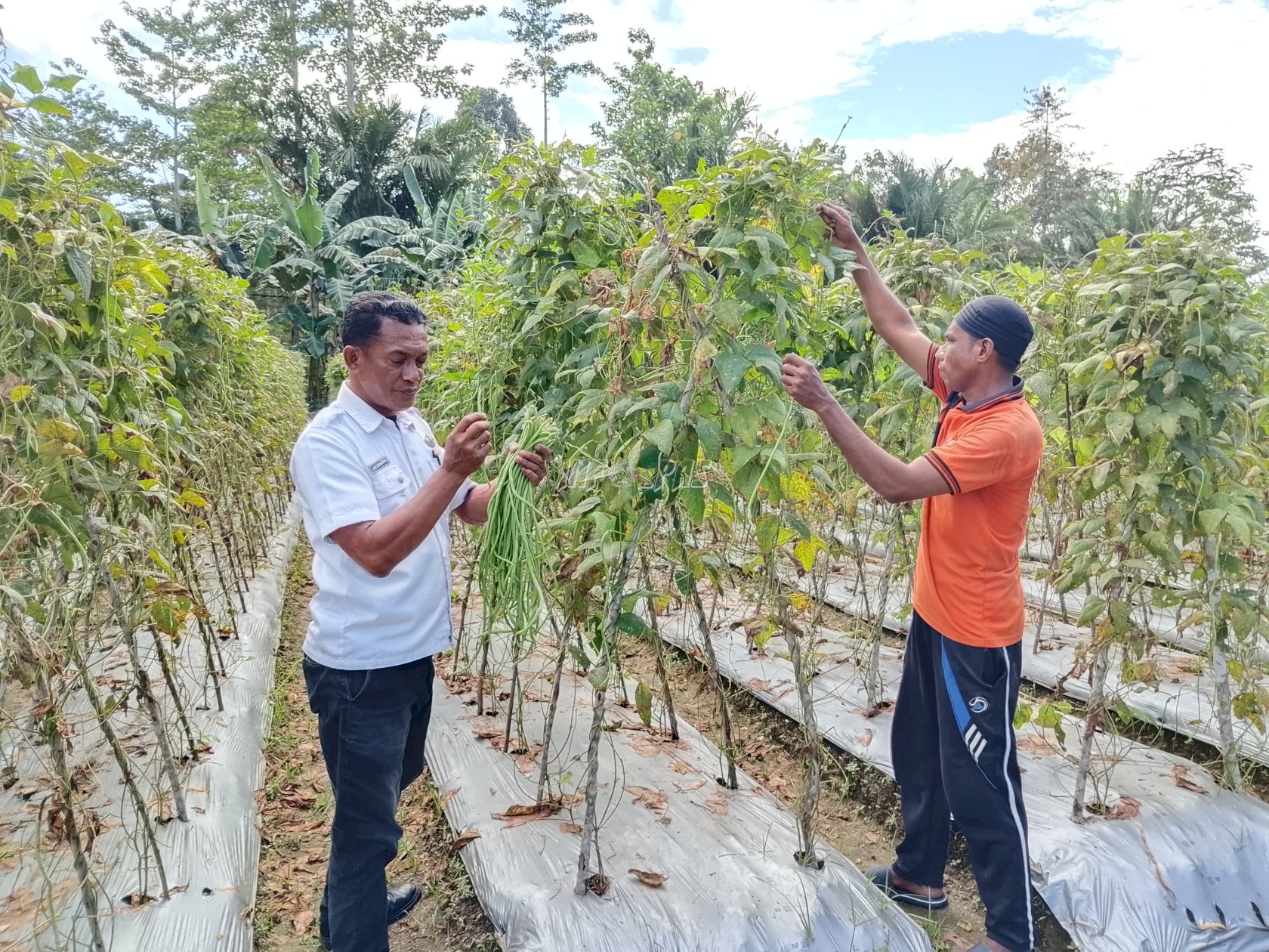 Semakin Produktif, Lapas Piru Kembali Panen Kacang Panjang Dukung Ketahanan Pangan