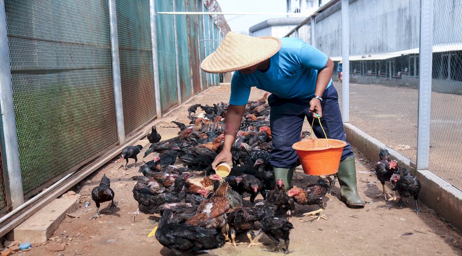 Lapas Cibinong Berdayakan Warga Binaan lewat Pelatihan Peternakan