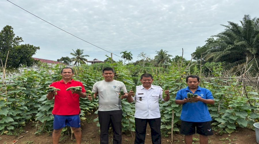 Lapas Muara Tebo Panen 20 Kg Mentimun di Kebun SAE