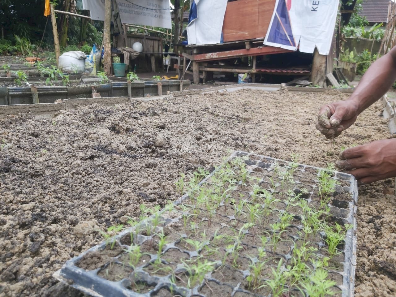 Lapas Ambon Kembangkan Kebun Wortel Dukung Ketahanan Pangan