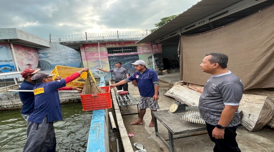 Lapas Pemuda Madiun Panen 40 Kg Ikan Lele, Berdayakan Warga Binaan dalam Program Ketahanan Pangan