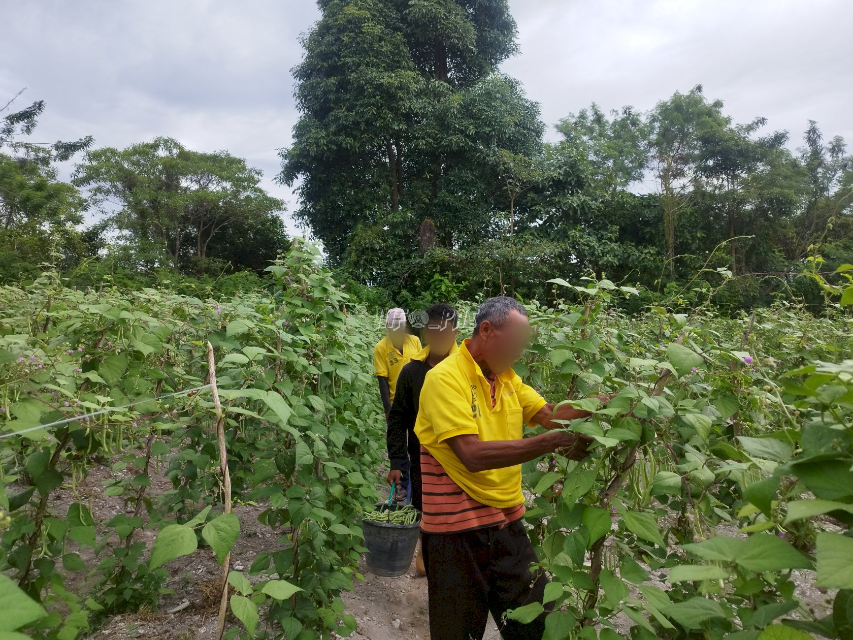 Pembinaan Kemandirian Sukses, Warga Binaan Lapas Namlea Panen 55 Kg Buncis