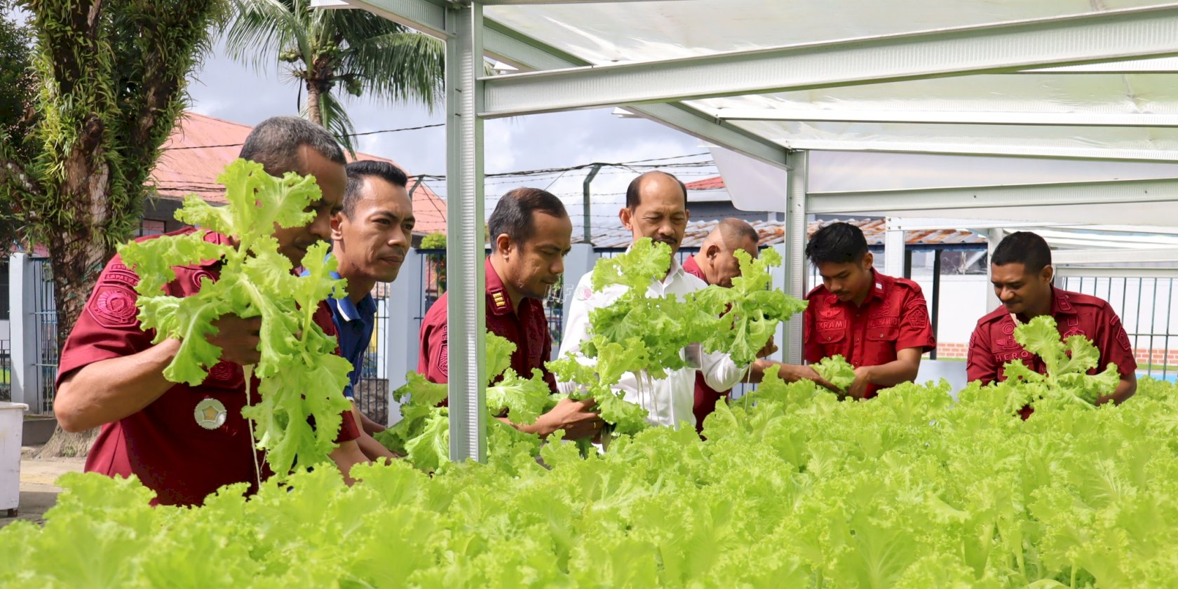 Lapas Ambon Kembali Panen 21 Kg Selada Hidroponik