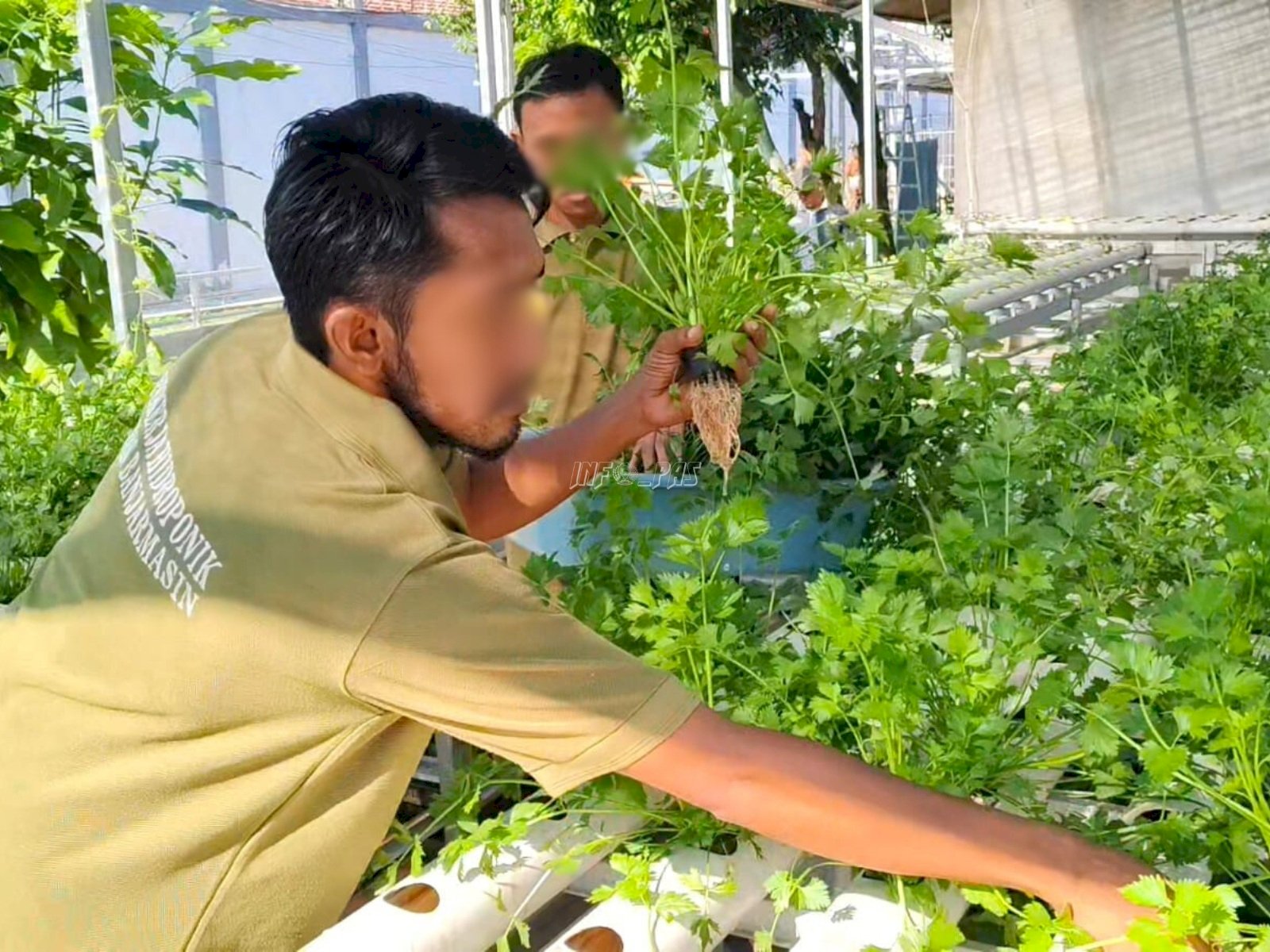 Panen Seledri Hidroponik di Lapas Banjarmasin, Warga Binaan Belajar Mandiri