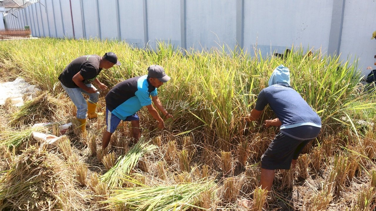 Panen Padi Warga Binaan Lapas Garut, Menanam Harapan Menuai Kemandirian