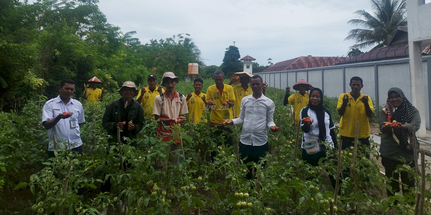 Lapas Namlea Panen Perdana 80 Kg Tomat bersama BPP Waiperang dan YBTS