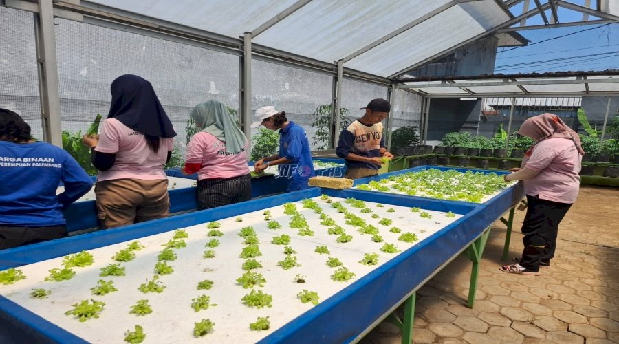 Dukung Program Ketahanan Pangan, Lapas Perempuan Palembang Gencarkan Budidaya Hidroponik