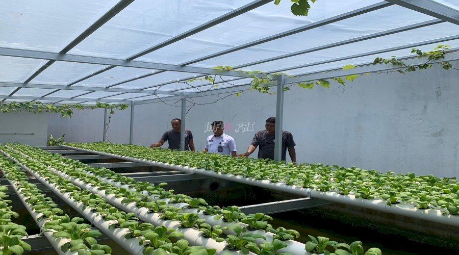 Hijau di Balik Tembok: Cerita Tanaman Hidroponik Lapas Cilacap