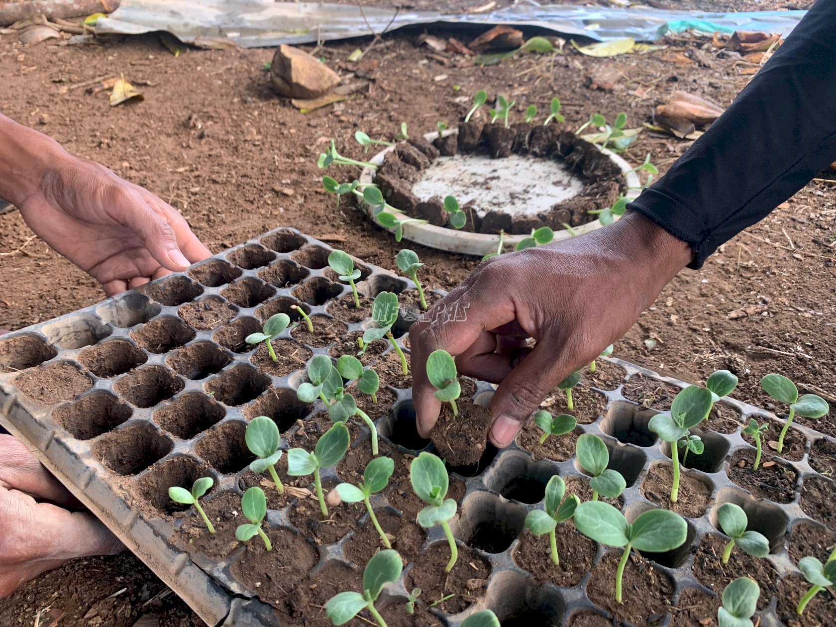 Dari Sel ke Kebun, Warga Binaan Lapas Atambua Jadi Petani Semangka
