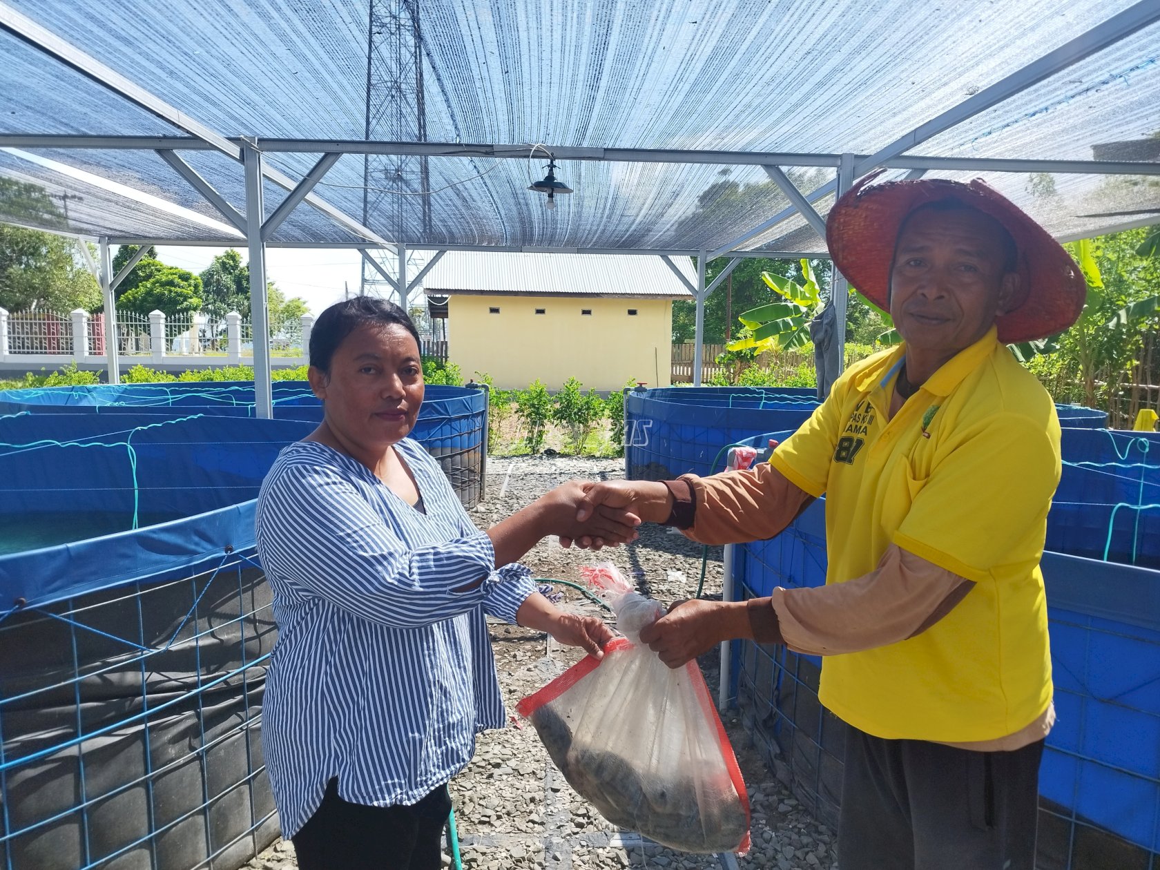 Panen Perdana Bioflok, Ikan Nila Lapas Namlea Diserbu Warga