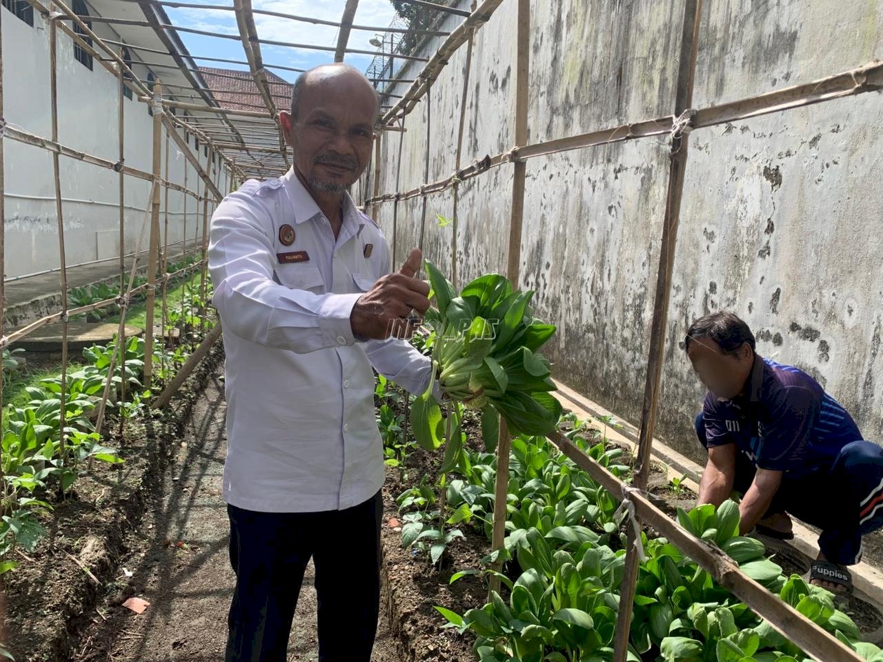 Rutan Kebumen Panen Sawi Pakcoy, Perkuat Program Ketahanan Pangan