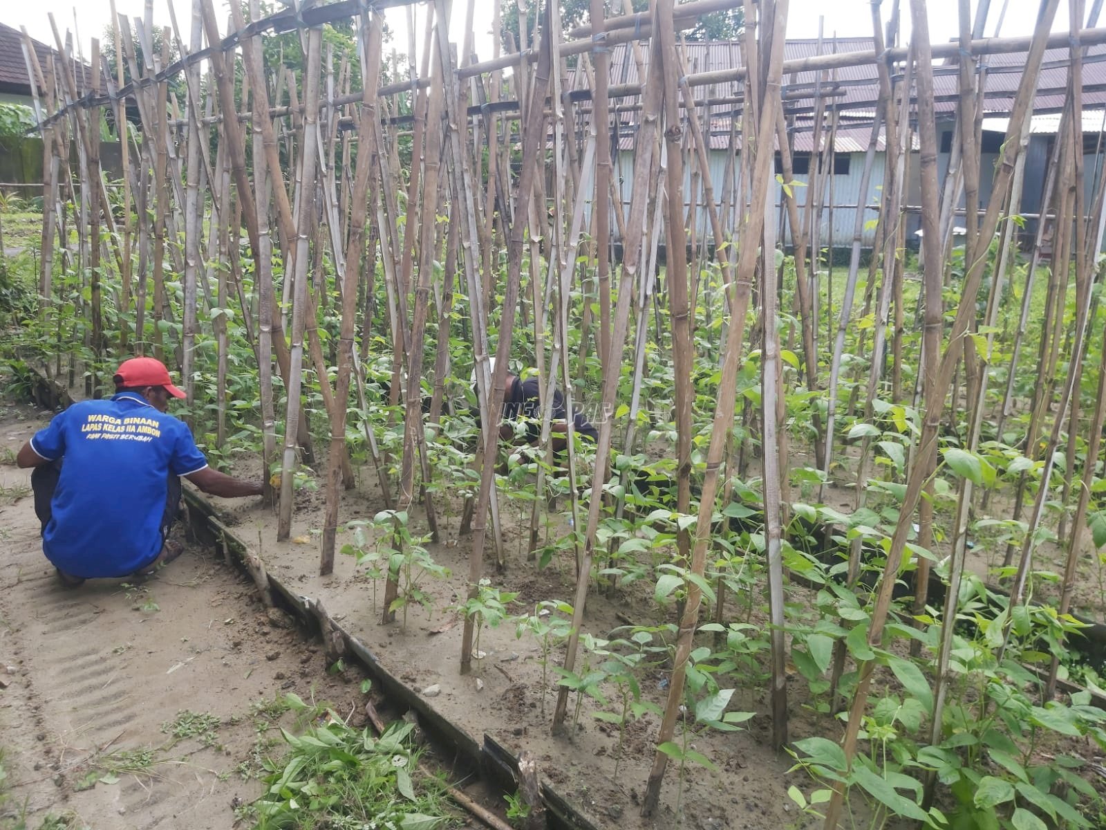 Dukung Kemandirian, Warga Binaan Lapas Ambon Geluti Pertanian Kacang Panjang