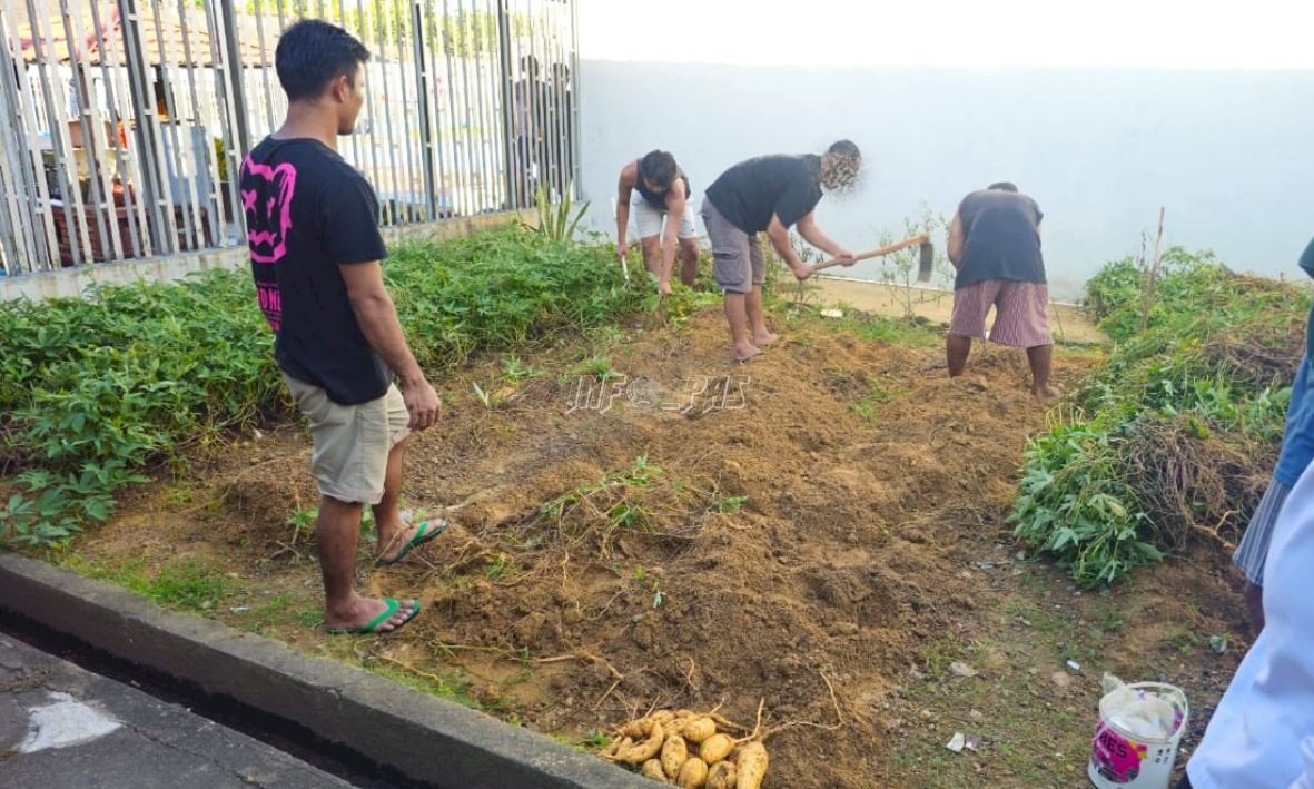 Di Tangan Warga Binaan, Lahan Marginal Lapas Pangkalpinang Hasilkan 19 Kg Bibit Ubi Cilembu