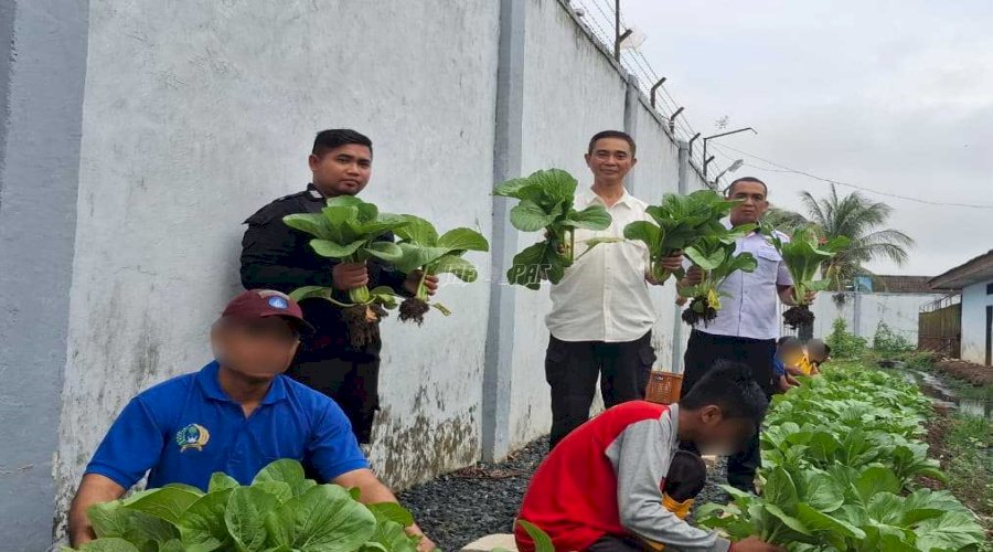 Rutan Marabahan Panen 100 Ikat Sawi Segar