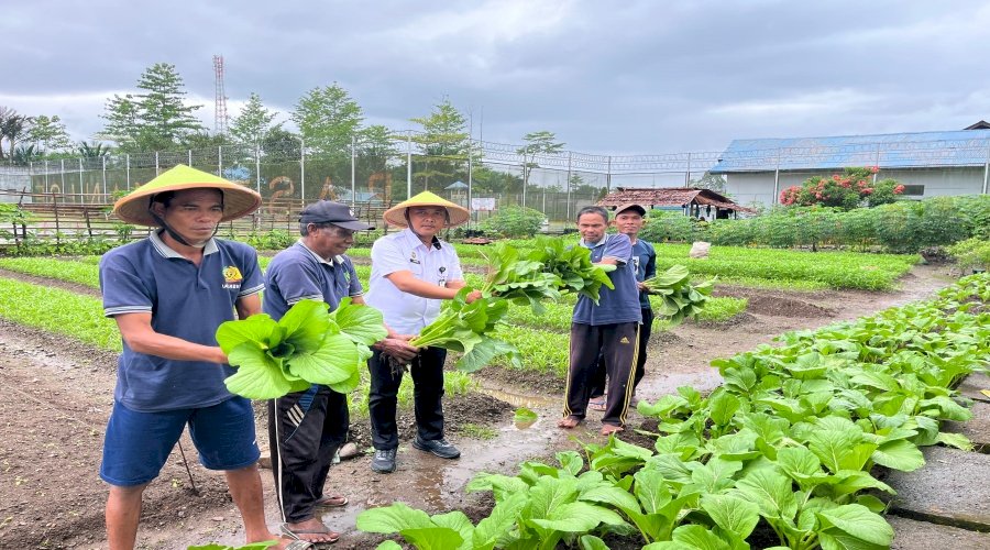 Lapas Piru Kembali Panen Sayuran, Hasil Kebun Suplai Pedagang Lokal