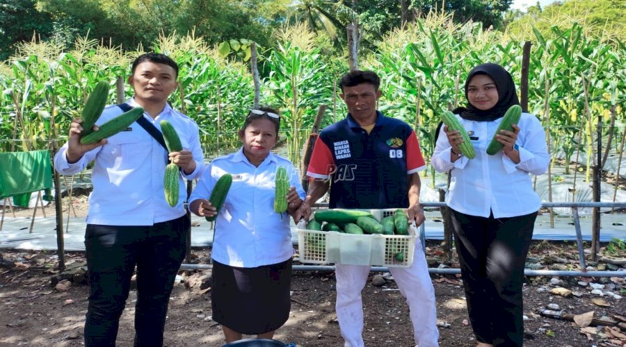 Hasil Kerja Keras, Warga Binaan Lapas Wahai Panen Mentimun dan Pare Berkualitas