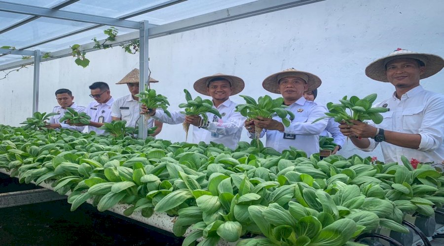 Lapas Cilacap Panen Pakcoy, Buktikan Keterbatasan Lahan Tak Lagi Jadi Hambatan