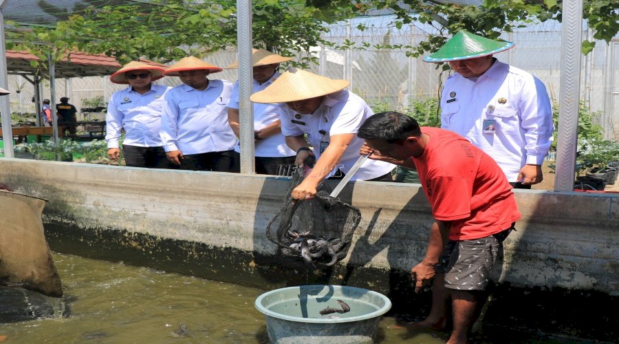 Lapas Pemuda Madiun Panen 40 Kg Ikan Lele, Wujudkan Kemandirian dan Ketahanan Pangan