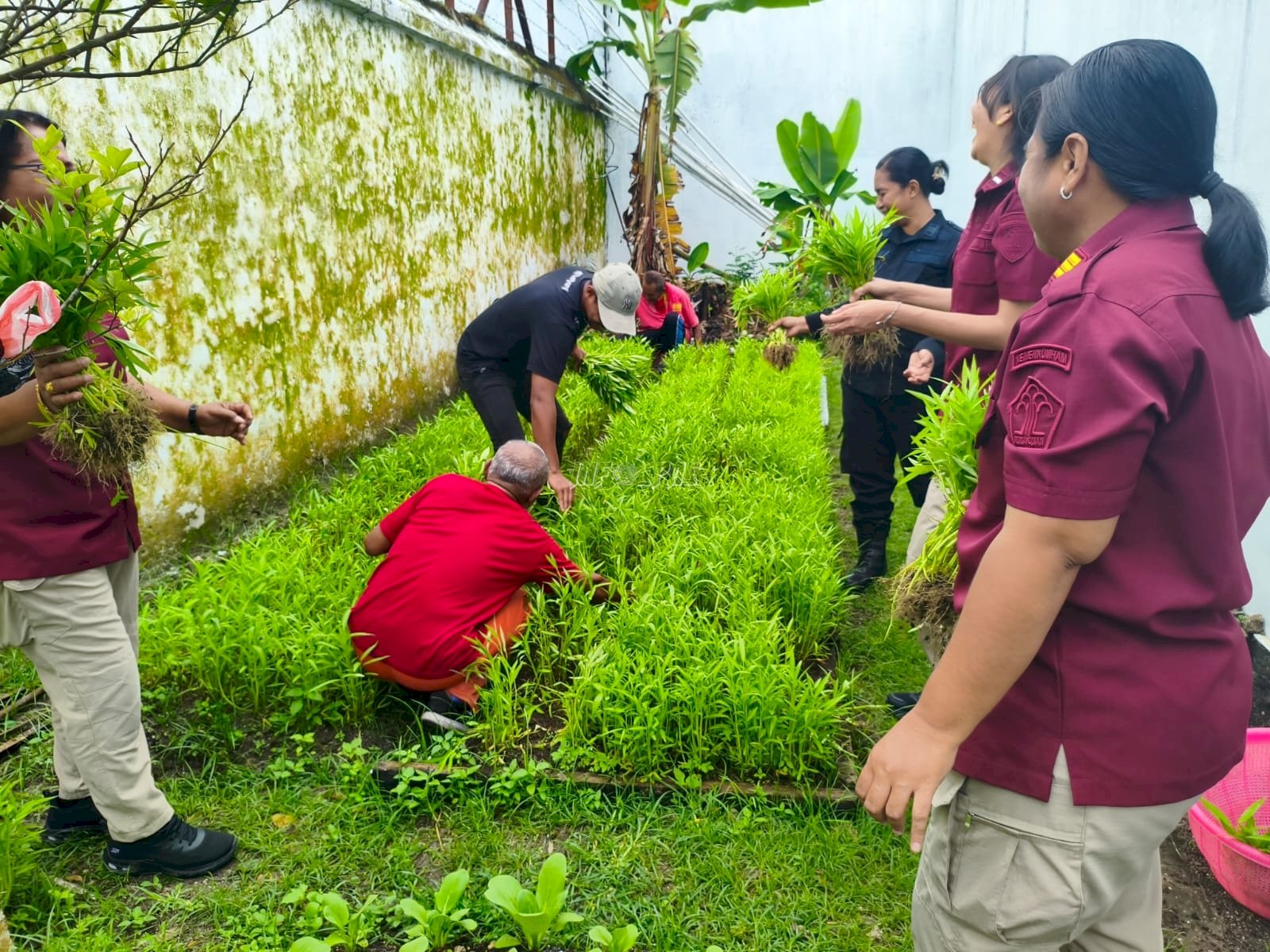 Panen Kangkung Warnai Semangat Ketahanan Pangan di Lapas Saparua